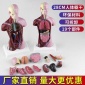 人体模型28CM躯干人体内脏解剖医学教具骨骼儿童益智玩具教学模型